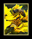 A beein the midst of yellow flowers thumbnail